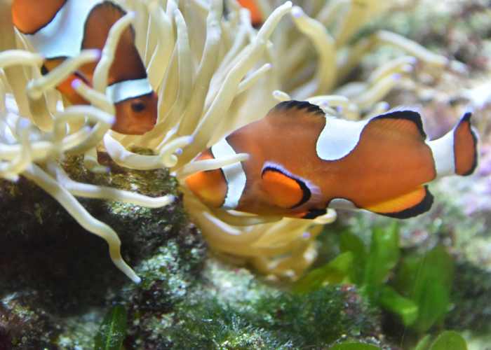 Clownfish Amphiprioninae.