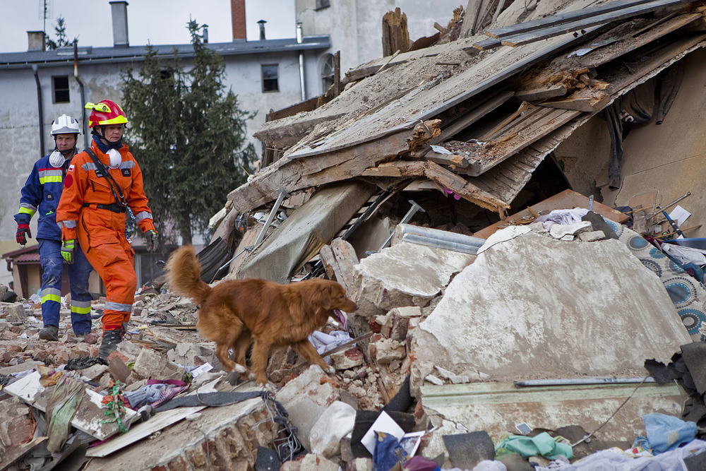 Le chien cherche des gens dans les décombres.