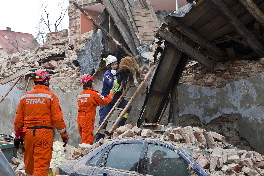Un chien cherche dans les ruines de la maison.