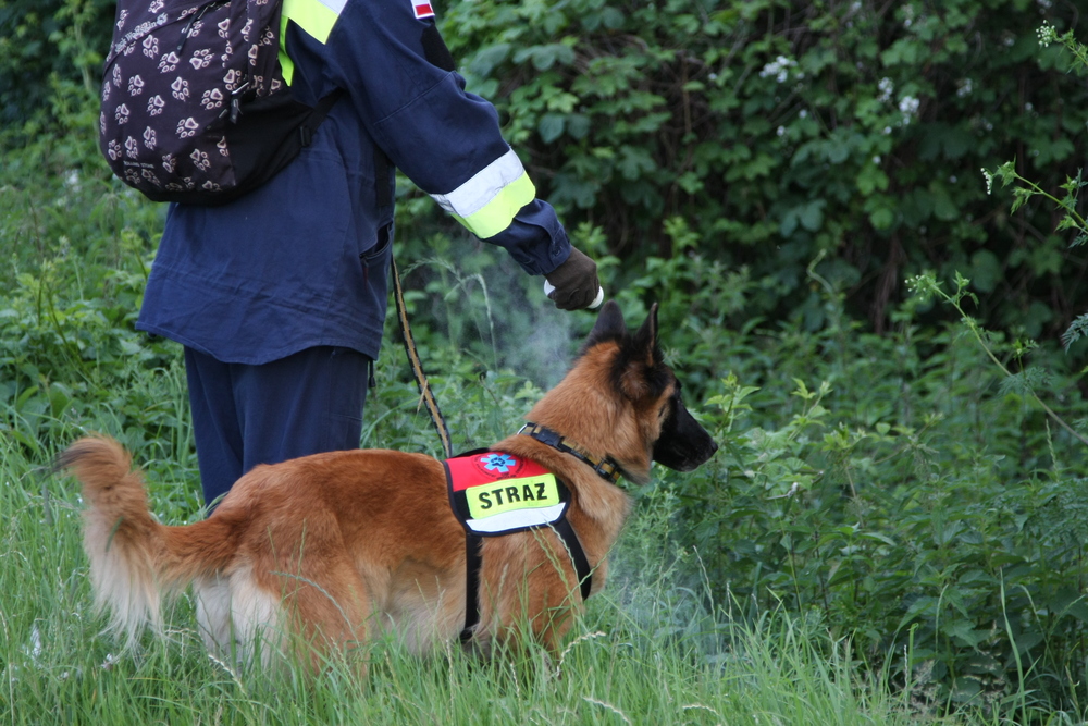 Le chien aide à la recherche de personnes disparues dans la forêt.