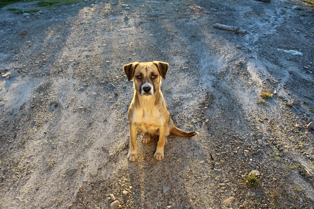 Lorsque vous achetez un chien, assurez-vous de lire les exigences en matière de puces et de documents.