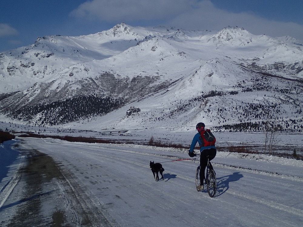 Le chien court le long du vélo sur lequel l'homme roule. Le voyage se fait entre les montagnes enneigées. Les balades à vélo avec le chien peuvent aussi avoir lieu en hiver si le chien y est bien préparé.