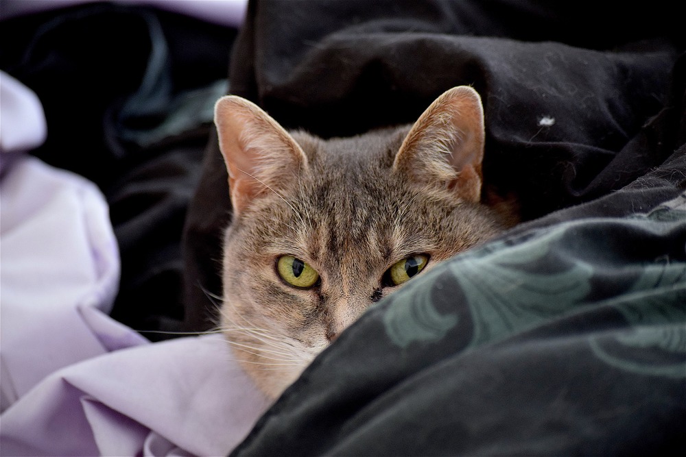 Un chat gris est couché dans les draps. Un œil est enflammé. Comment reconnaître une allergie chez un chat ?