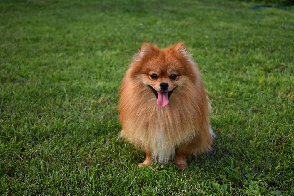 Chien spitz nain adulte. Un chien roux avec une expression souriante caractéristique sur sa bouche.