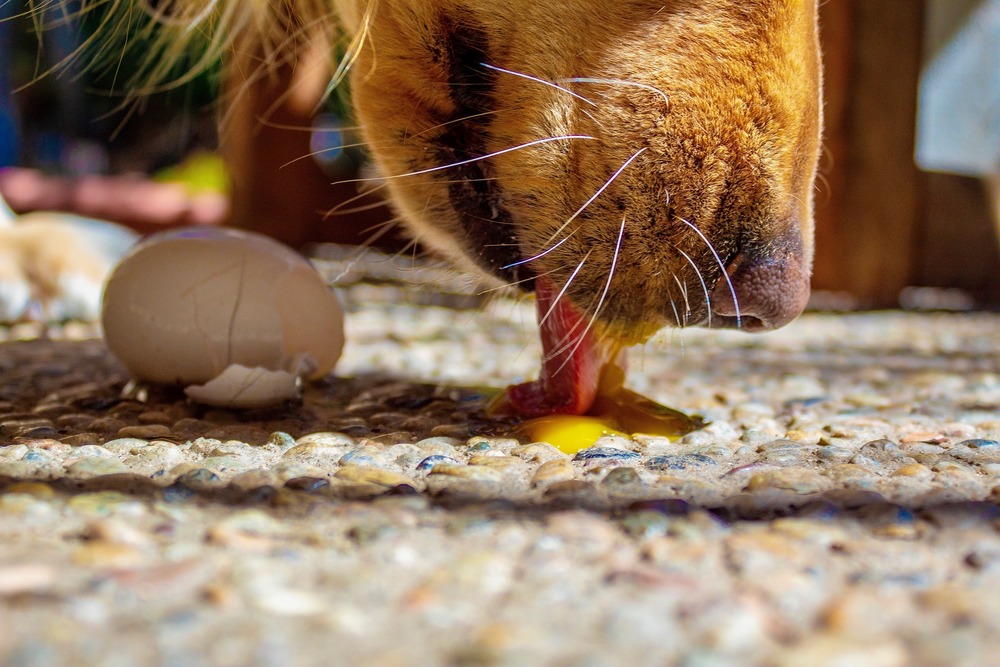 Le chien lèche le jaune d'œuf cru. Les œufs sont une source de vitamines et d'acides aminés. Ils fournissent de la biotine et des acides oméga.