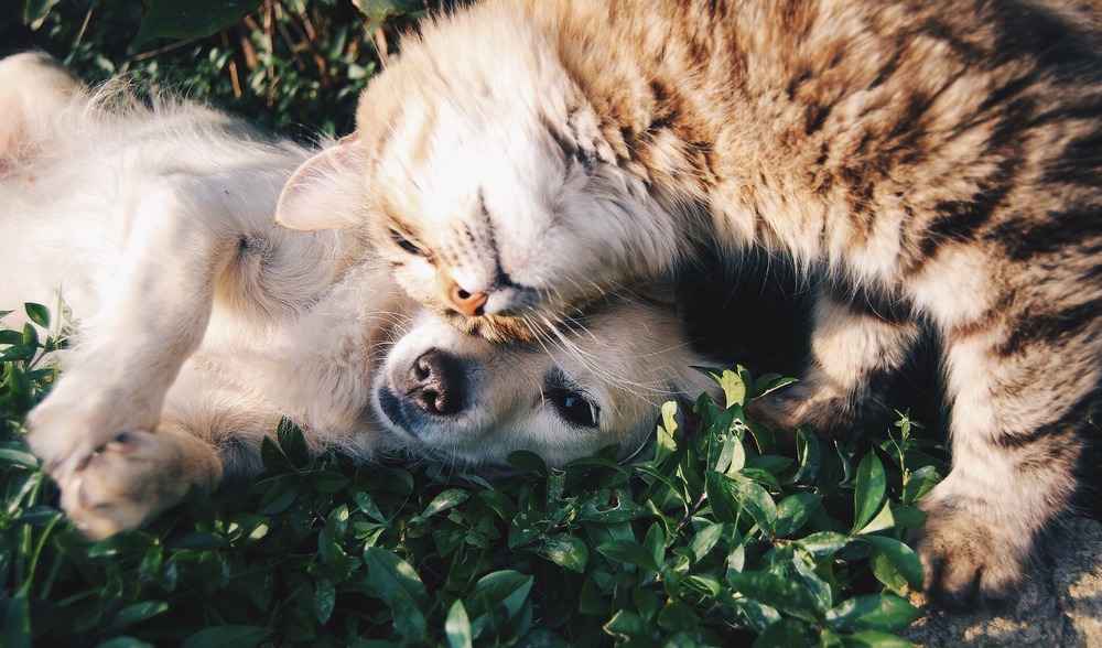 Le chat se blottit contre le chien et lui donne un coup de tête.