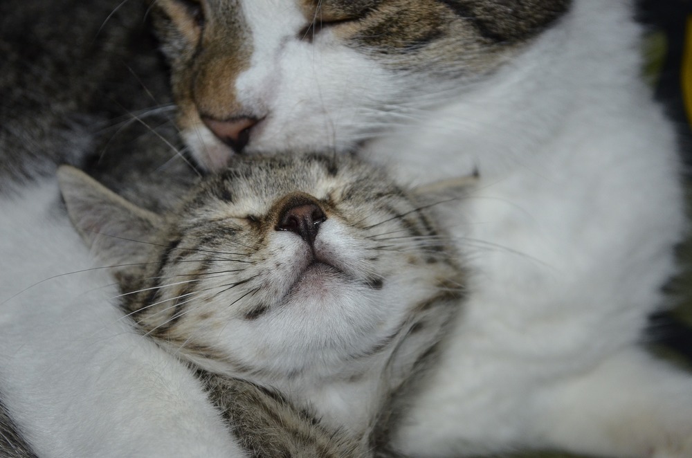 Le chat lave l'autre chat, plus petit, qui se trouve à côté. Le chat lavé est content.