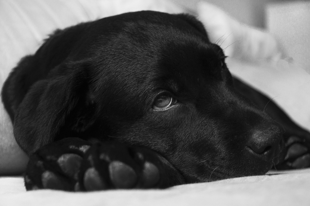 Le labrador noir est couché, la tête sur ses pattes avant, et regarde au loin.