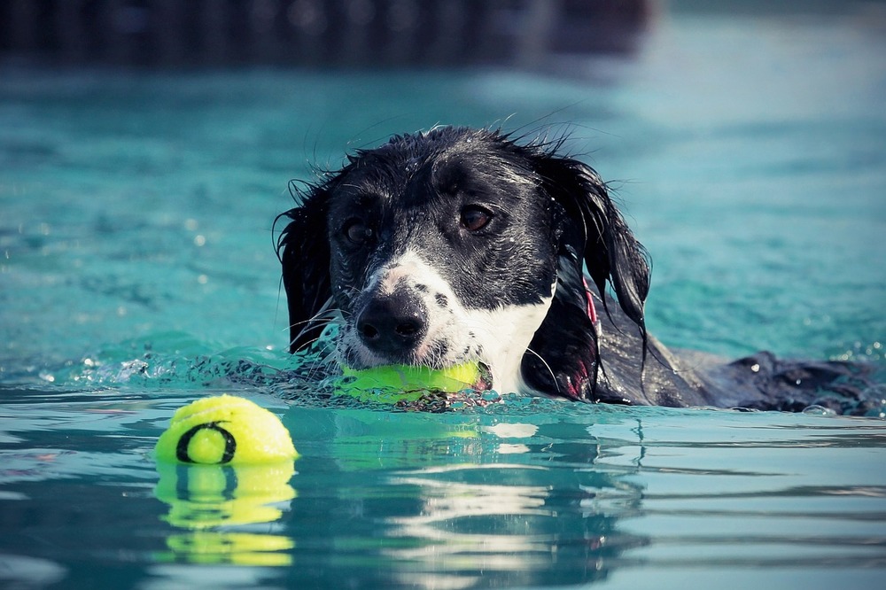 Le chien attrape les balles dans la piscine. Jouer dans l'eau est une bonne idée par temps chaud pour les chiens qui savent nager.