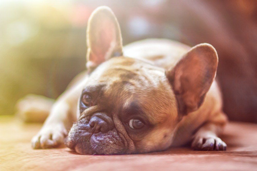 La babésiose est la maladie transmise par les tiques la plus dangereuse chez les chiens.