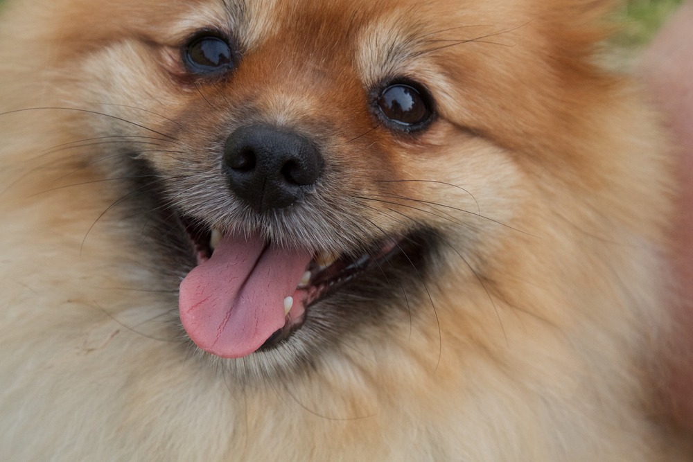 Sourire et yeux intelligents Spitz miniature dans toute sa splendeur. Sur la photo, seul un museau est visible.