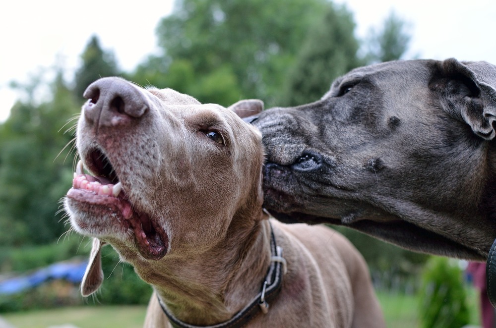 Deux chiens de race Weimar. Un chien lèche une oreille de l'autre.