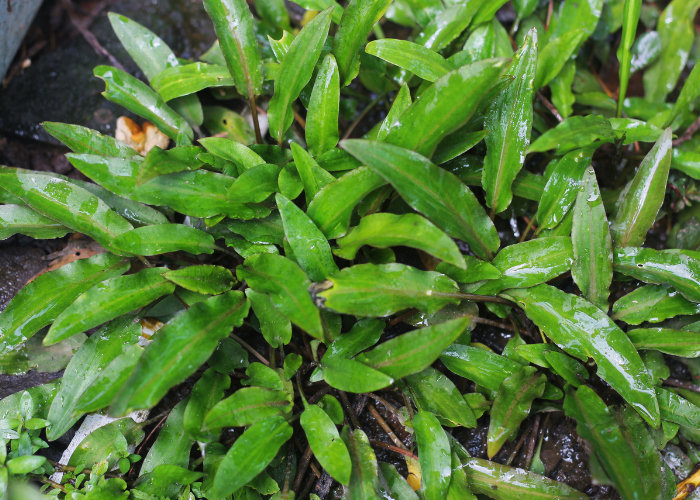 Cryptocoryne.