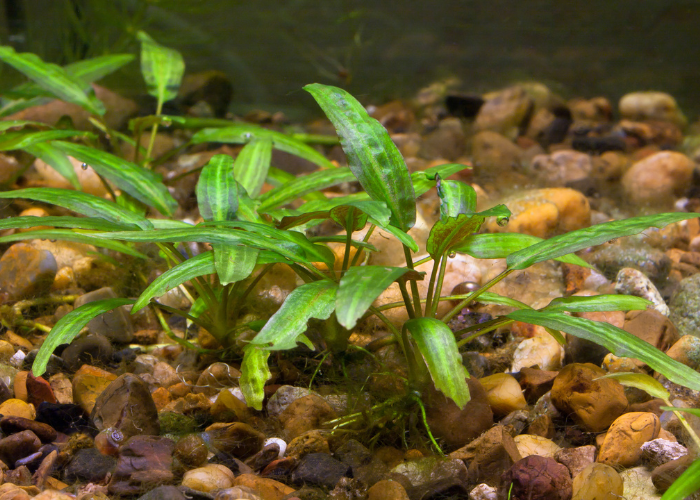 Cryptocoryne dans l'aquarium.