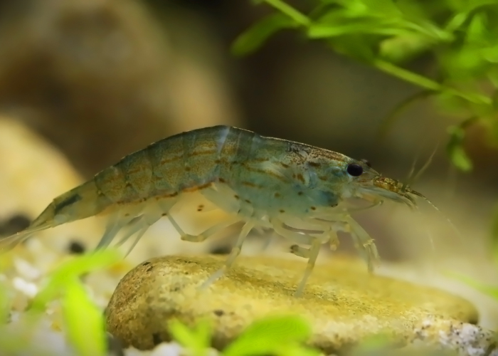 Crevettes Amano.
