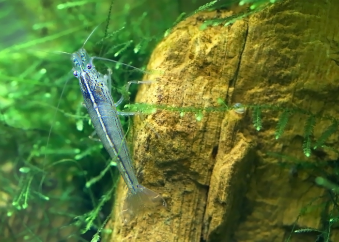 Crevettes amano.
