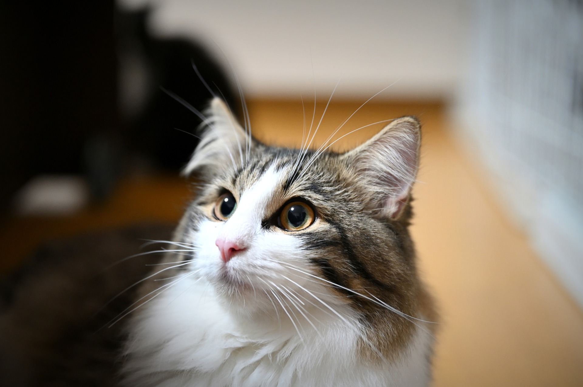 Le chat des forêts norvégiennes a une nature de chien. Ils sont parfaits pour les promenades, pour être promenés en laisse et ils aiment aussi aller chercher et apprendre des tours.
