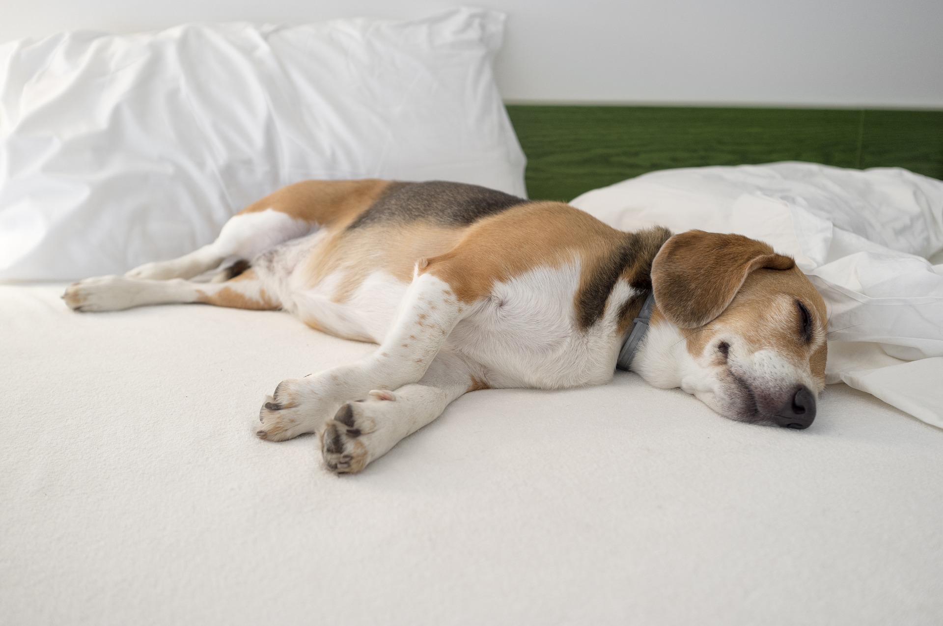 Les beagles mal gérés et mal nourris ont une tendance considérable à prendre du poids. 