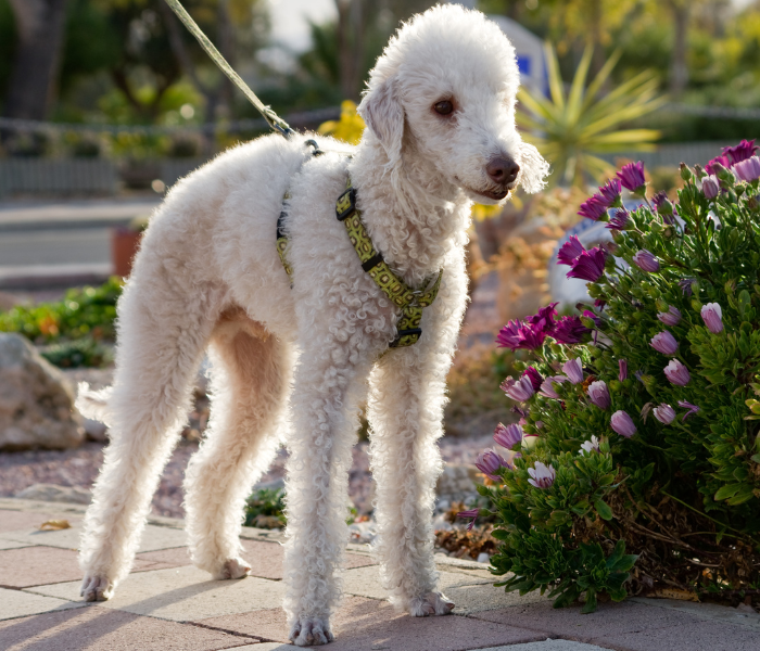 Bedlington terrier en harnais prêt pour l'activité qu'il aime.