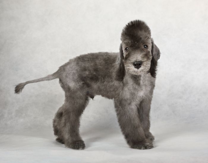 Chiot Bedlington terrier.