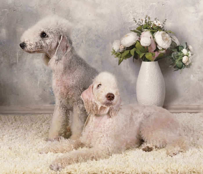 Deux terriers Bedlington.