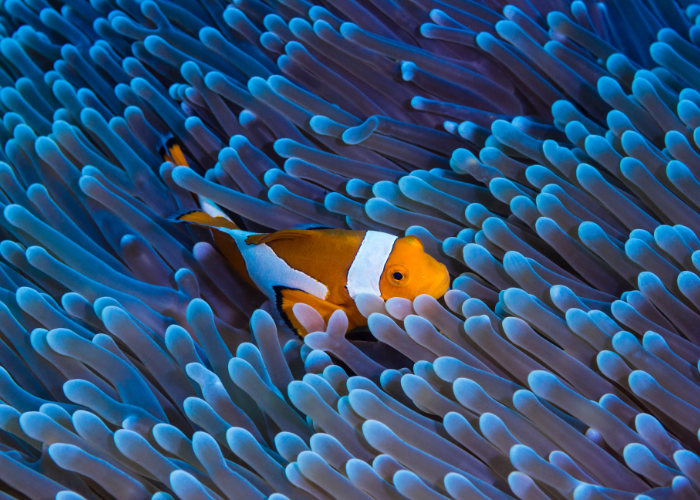 Les poissons clowns aiment les anémones de mer.