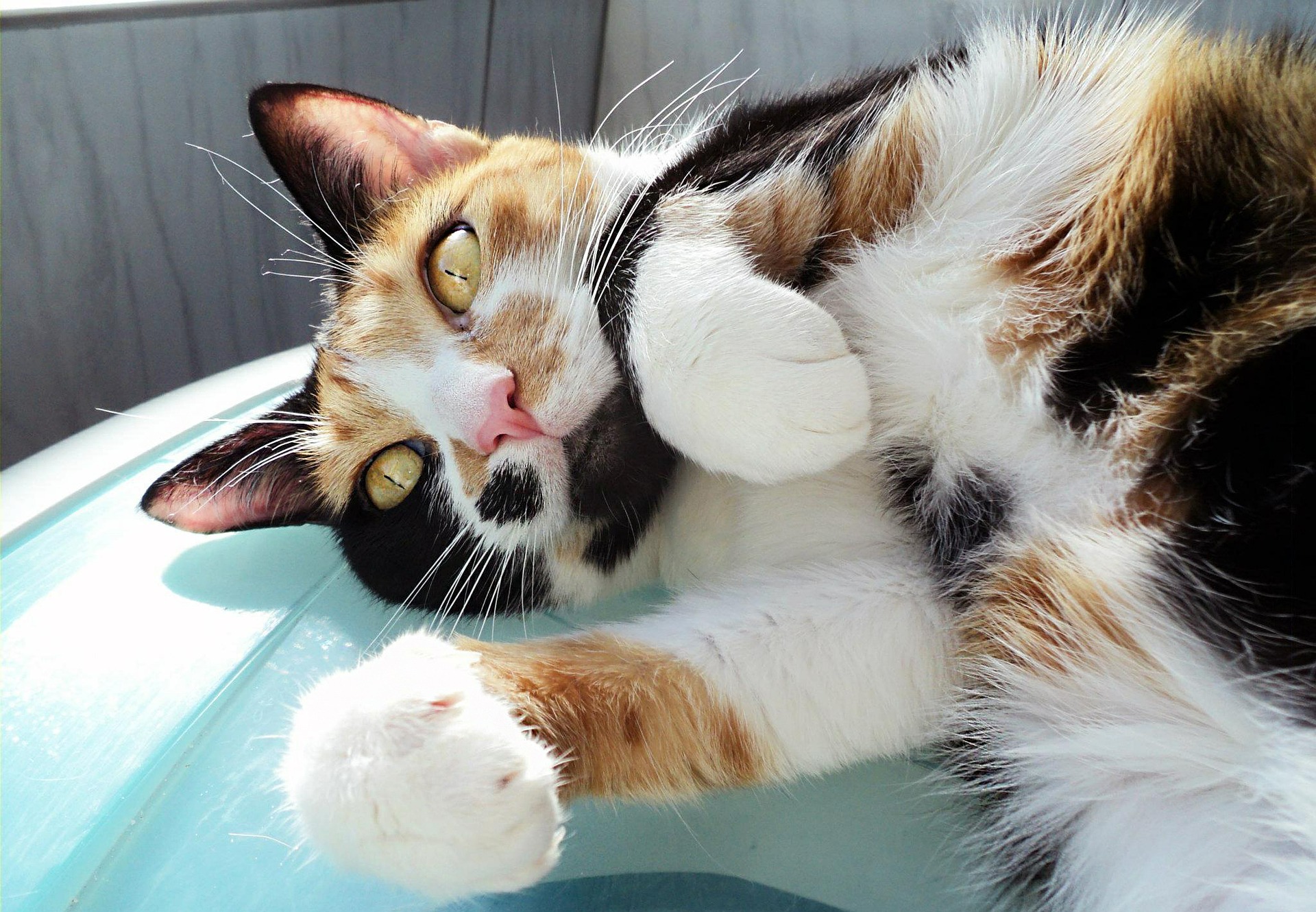 Le chat bobtail est un chat exubérant, mais il aime également les caresses et les câlins.