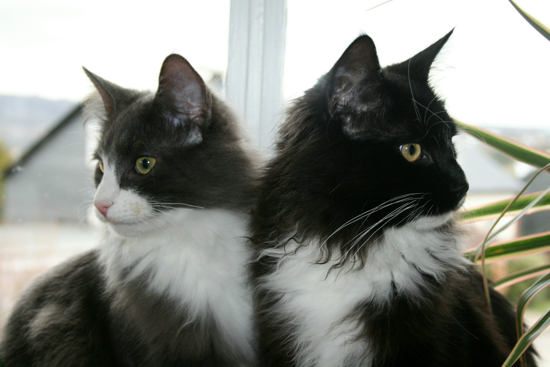 Le chat des forêts norvégiennes est la race nationale de la Norvège. Il est réputé pour son beau pelage dense et long.