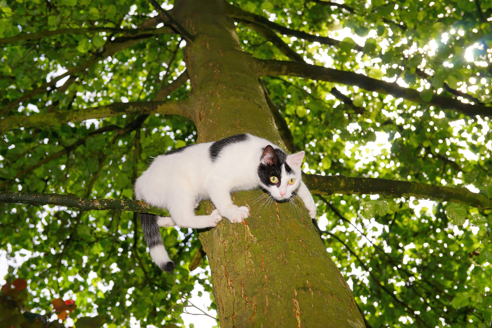 Chat descendant d'un arbre