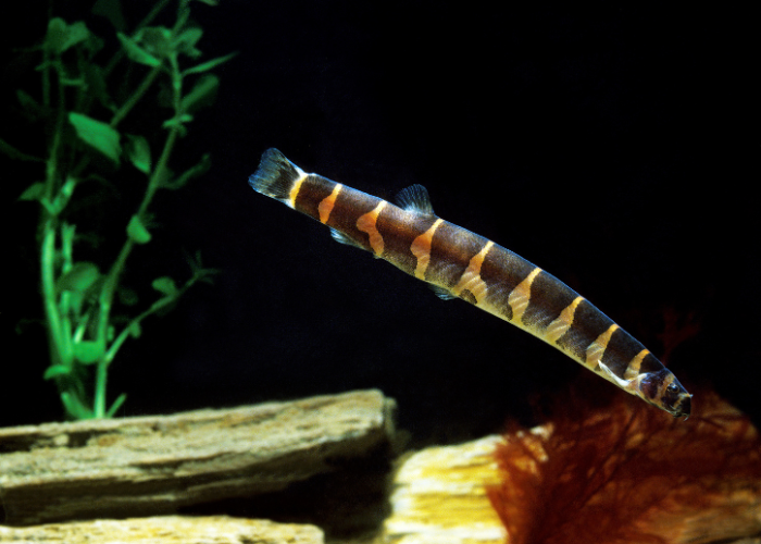Le poisson loche Kuhli.