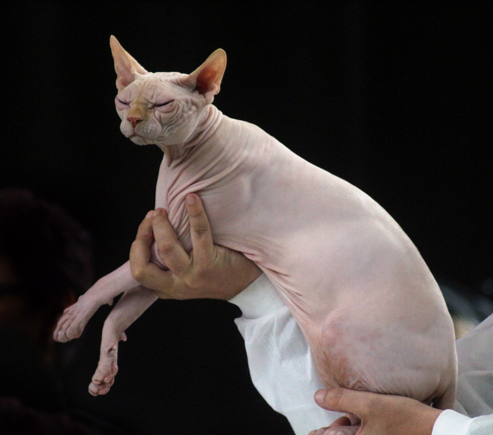 Le but du travail des éleveurs est de mettre au monde des chats sains et exempts de défauts génétiques, ainsi que les meilleurs chats d'une race donnée.