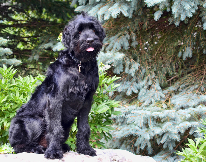 Terrier russe noir.