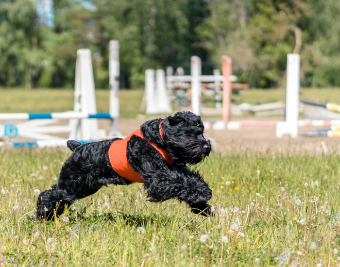 Terrier russe noir en service.