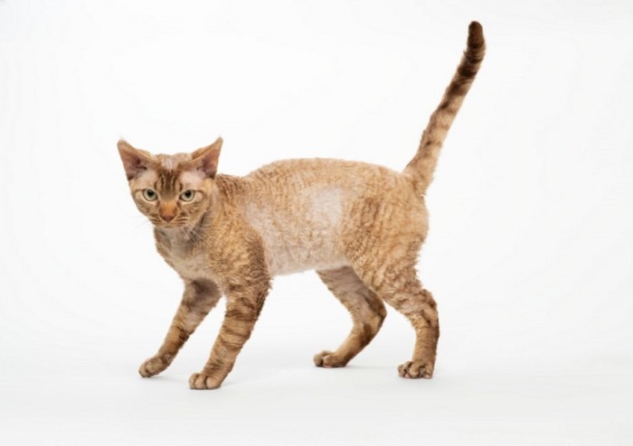 Devon rex chat-chien.