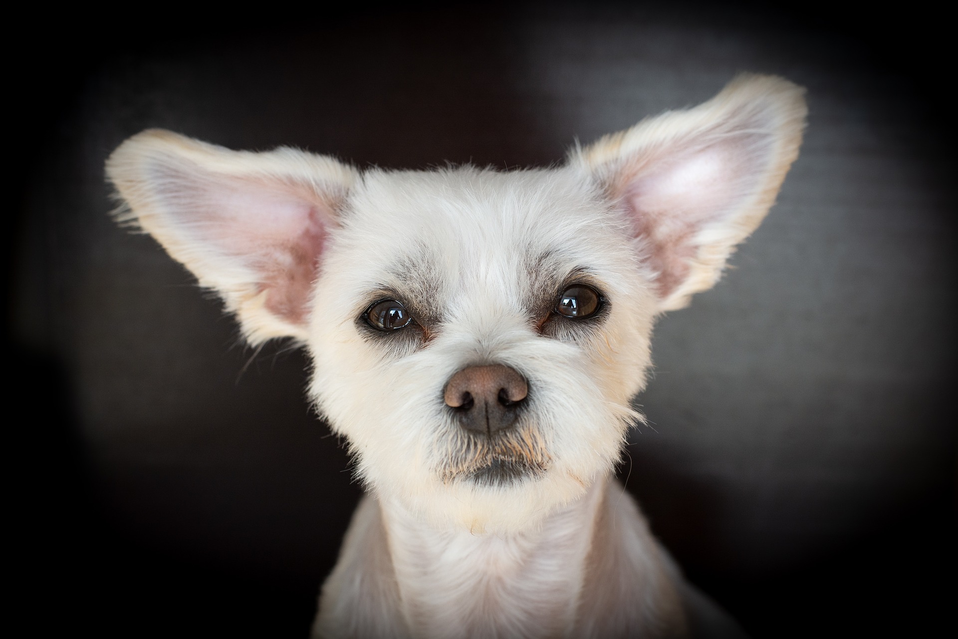 Le toilettage des chiens ne doit être effectué que par des personnes compétentes en la matière. Une mauvaise coupe ou un mauvais rasage peut facilement blesser un chien et lui laisser des séquelles. De plus, l'esthétique d'un traitement effectué à la maison n'égalera jamais celle d'un salon de toilettage.