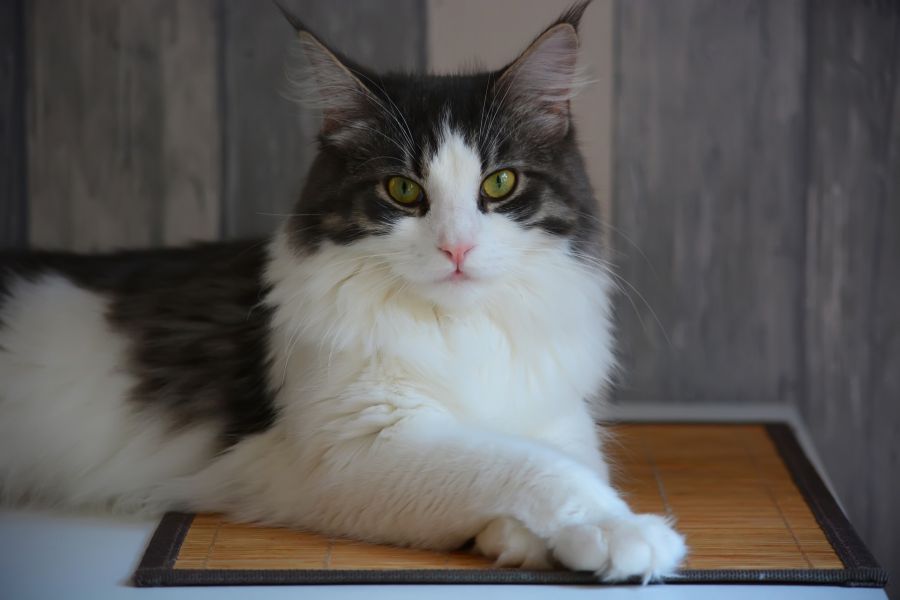 Le chat regarde la télévision.