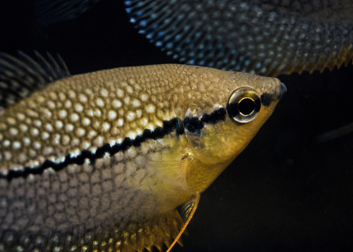 Gourami mosaïque.