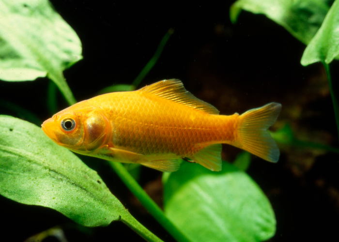 Poisson doré chinois.