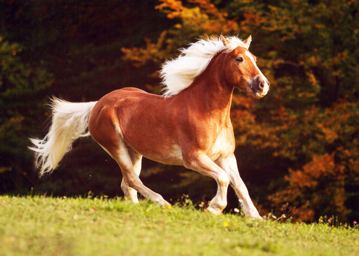 Cheval Haflinger.