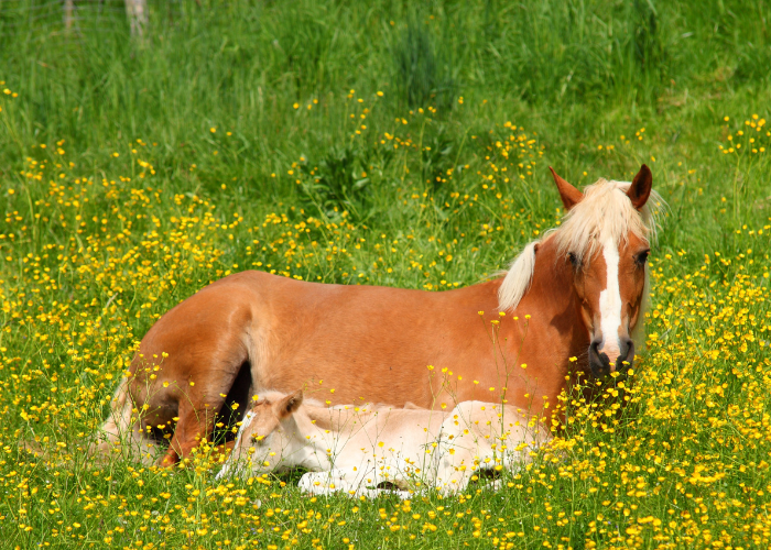 Jument avec poulain Haflinger.