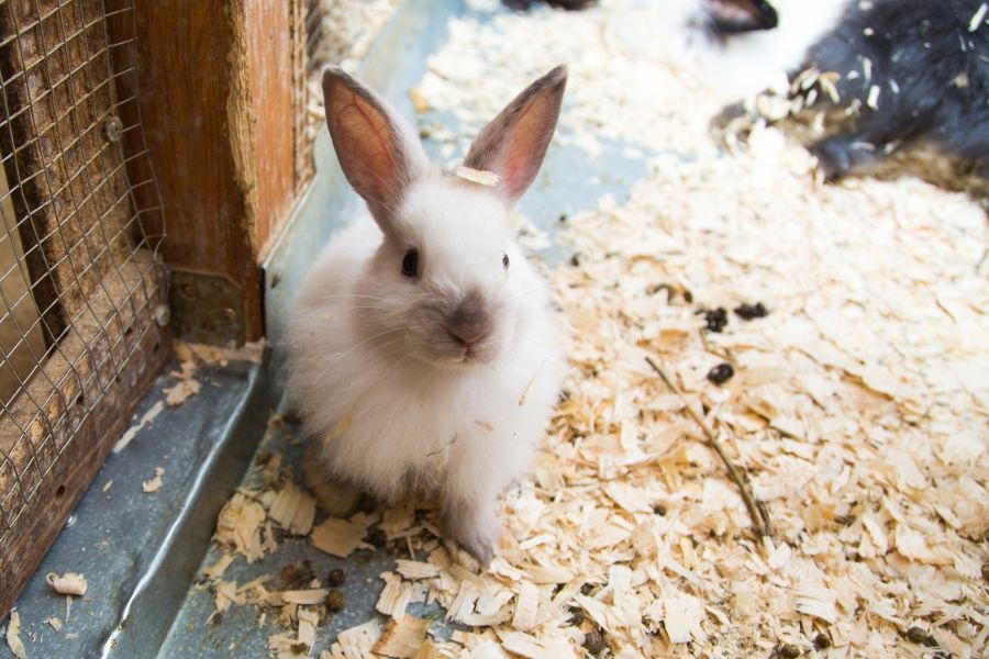 Lapin miniature en cage