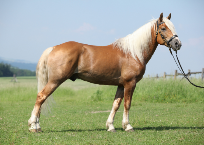 cheval haflinger.