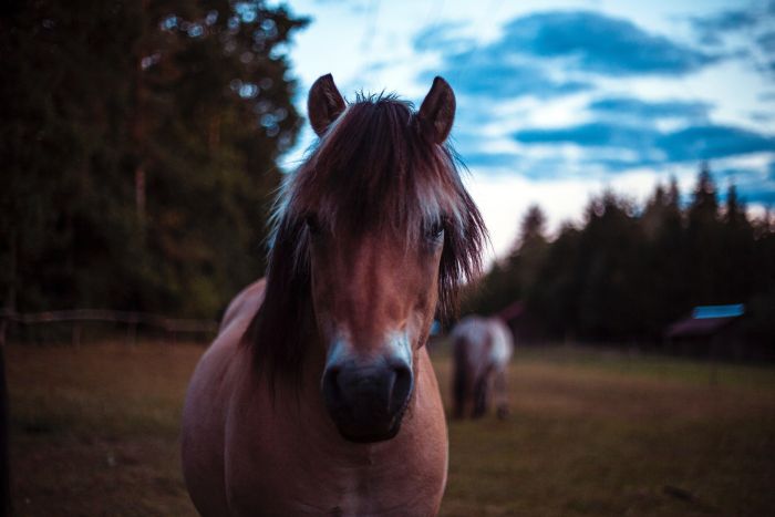 Cheval hucule avec une frange.