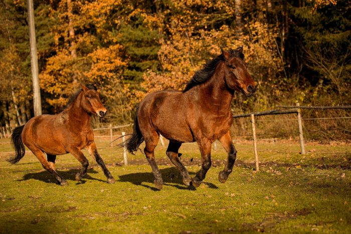 Chevaux Huculs dans un pâturage.