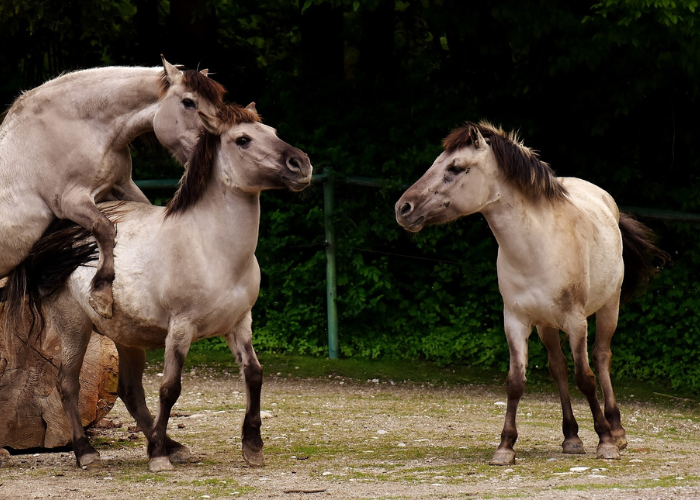 Les chevaux sauvages tarpans.