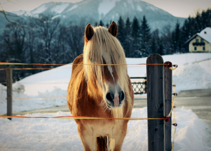 cheval haflinger dans la neige