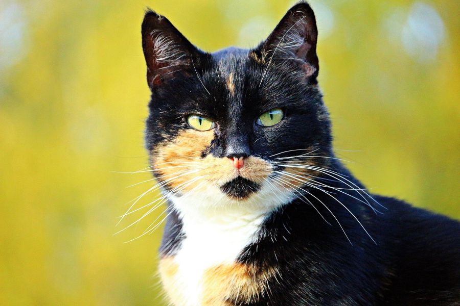 Chat japonais bobtail tricolore - noir avec des taches rouges et blanches.