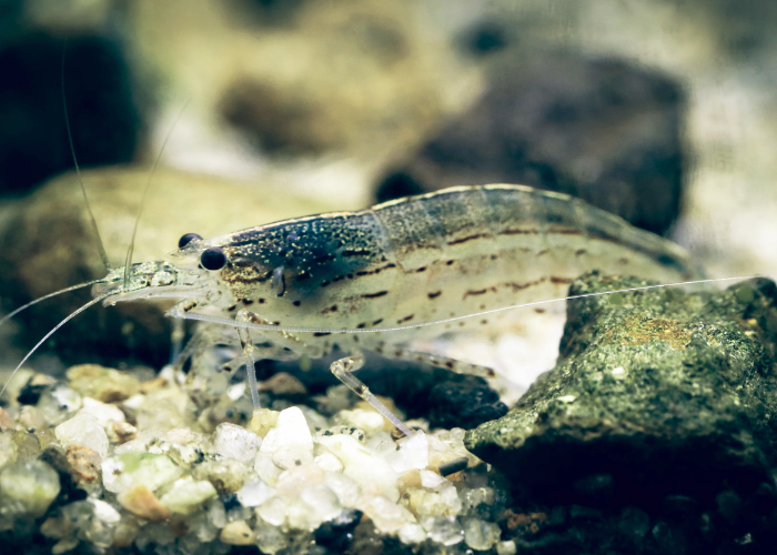 Crevettes amano.
