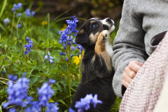 Chiot dans le pré.