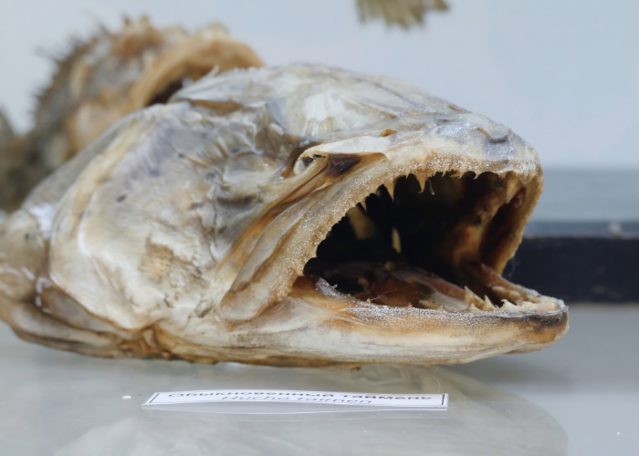 Latimeria, une fossile vivante.